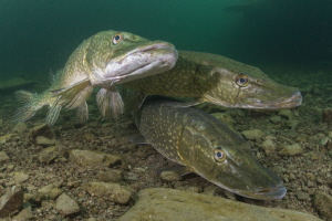 Three's a crowd - Pike cosying up during mating season. by Spencer Burrows 